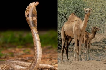 பாம்புகளை உணவாக சாப்பிடும் ஒட்டகங்கள்.. காரணம் என்ன ? இதை பாருங்க!