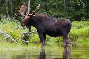 கனடாவில் மான் ஒன்றினால் பறிபோன உயிர்