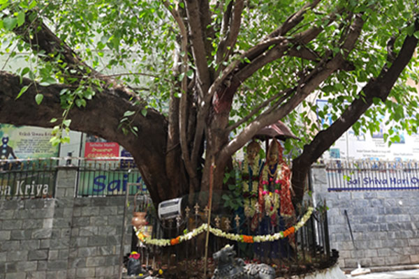 இந்த விருட்சங்களை வணங்குவதால் என்ன நன்மைகள் கிடைக்கும் தெரியுமா? | Benefits Of Worshiping These 11 Trees