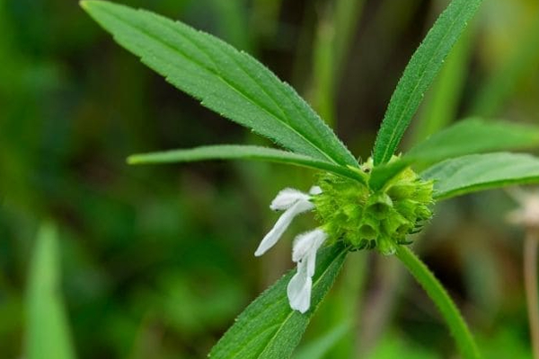 மார்புச் சளியை நிரந்தரமாகக் அடித்து விரட்டும் அற்புத துவையல்...எப்படி செய்ய வேண்டும் தெரியுமா? | Thumbai Poo Chutney For Chest Cold