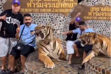 புலியுடன் புகைப்படம் எடுத்த நபர்கள்! உயிரைக் காப்பாற்றிய திக் திக் நிமிடம்