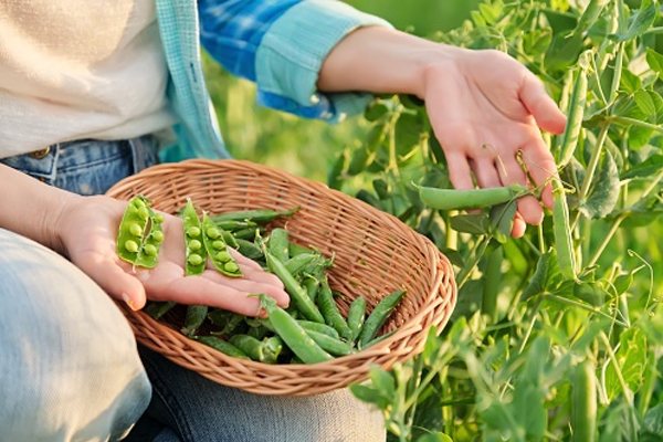 குளிர்காலத்தில் பச்சை பட்டாணி உட்கொள்ளலாமா! | Can You Eat A Year Old Plant