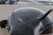 இங்கிலாந்தில் ஒரே பகுதியில் 10க்கும் மேற்பட்ட திமிங்கலங்கள் பலி