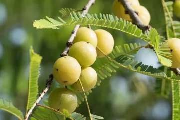 நெல்லிக்காயின் மருத்துவ குணங்கள்