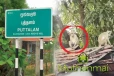 புத்தளத்தில் குரங்குகளின் அட்டகாசம் அதிகரிப்பு: மக்கள் விடுத்துள்ள கோரிக்கை