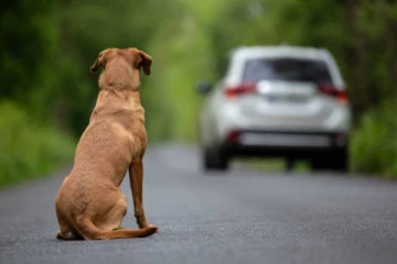 காரால் நாய் மோதிய பெண்ணுக்கு விளக்கமறியல்