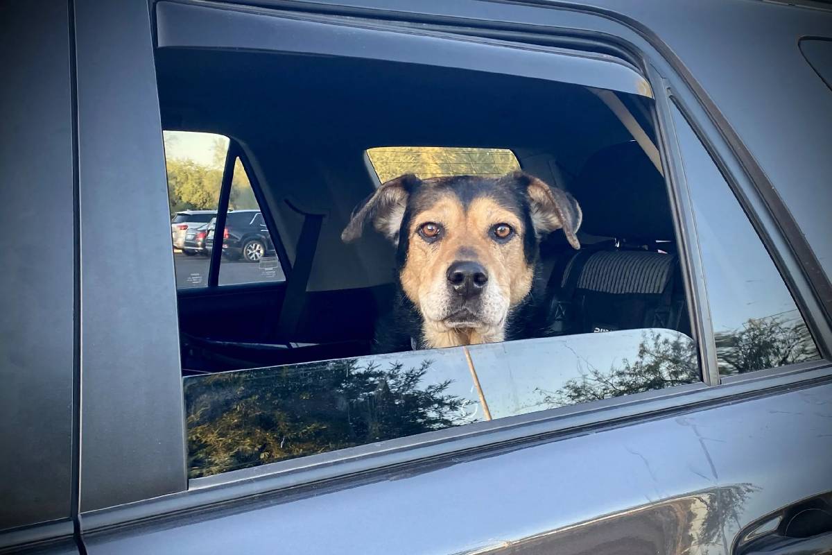 பெண்ணை சுட்ட நாய்: அமெரிக்காவில் ஒரு அசாதாரண சம்பவம் | Dog Shoots Woman After Accidentally Firing Shotgun பெண்ணை சுட்ட நாய்: அமெரிக்காவில் ஒரு அசாதாரண சம்பவம் | Dog Shoots Woman After Accidentally Firing Shotgun