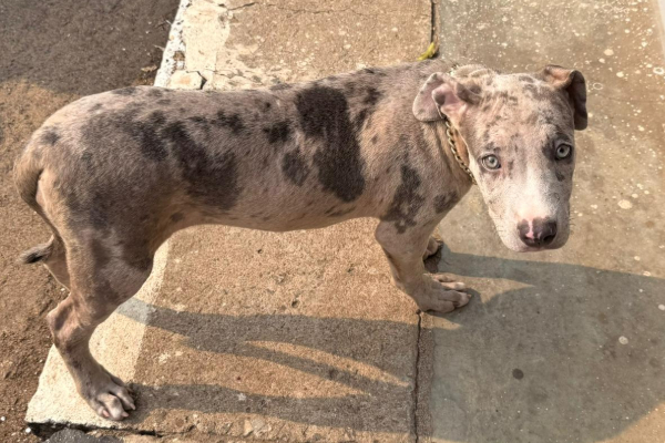 கொட்டாஞ்சேனை துப்பாக்கி சூடு ; யாழில் கைதானவர்களுடன் சிக்கிய அப்பாவி ஜீவன் | Shooting Reported In Kotahena Area கொட்டாஞ்சேனை துப்பாக்கி சூடு ; யாழில் கைதானவர்களுடன் சிக்கிய அப்பாவி ஜீவன் | Shooting Reported In Kotahena Area