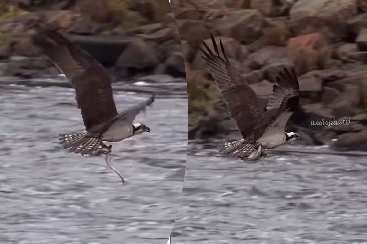 Viral Video: ஒரே முயற்சியில் சிக்கிய இரண்டு மீன்கள்... கழுகின் அசத்தலான வேட்டை | One Eagle Catch Two Fish Viral Video