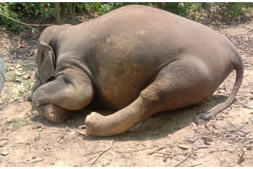 சிக்கித் தவித்த கர்ப்பிணி யானையை துடி துடிக்க அடித்துக் கொன்ற புலி -  கண்ணீர் சிந்த வைத்த அவலம்
