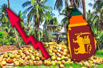 இலங்கையின் தேங்காய் ஏற்றுமதி அதிகரிப்பு!