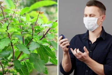 சர்க்கரை நோயாளிகளுக்கு வரப்பிரசாதமாக கடவுள் கொடுத்த இனிப்பு துளசி! இதில் எவ்வளவு நன்மைகள் இருக்கு தெரியுமா?