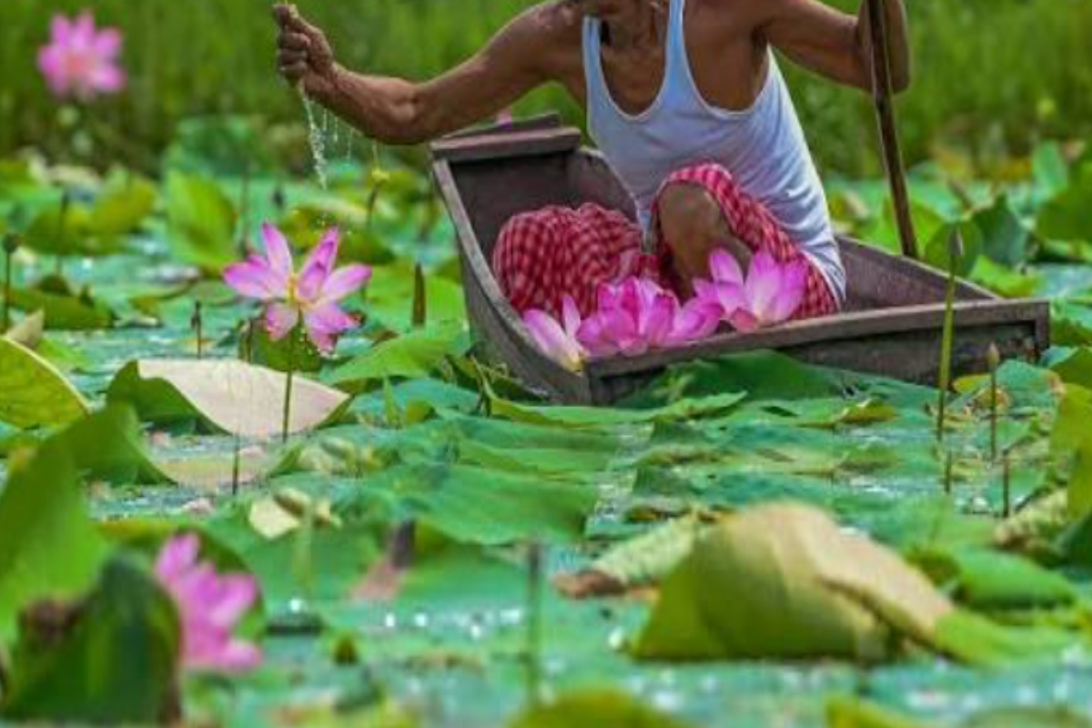 தாமரை பறிக்க சென்றவர் முதலைக்கு இரையானார் | Man Pluck Lotuses Fell Prey To A Crocodile