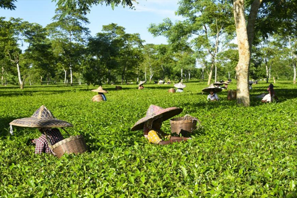 இலங்கை தோட்ட பணியாளர் சங்கம் விடுத்த எச்சரிக்கை! | Warning From Sri Lanka Plantation Workers