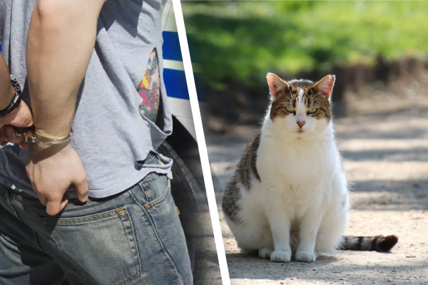 பூனையை துன்புறுத்தி காணொளி வெளியிட்டவருக்கு நேர்ந்த கதி | Walapane Man Arrested Video Of Cat Abuse