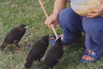 பறவைகளுக்கு தாயாகி பசி போக்கிய சுட்டிச் சிறுவன்..... எத்தனை முறை பார்த்தாலும் காணக்கிடைக்காத அழகிய காட்சி