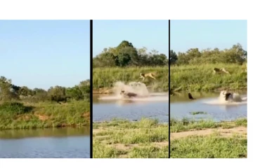 மனதில் துணிவு இருந்தால் மரணத்தையும் வென்றுவிடலாம்... - புலிக்கூட்டத்தில் போராடிய காட்டெருமை..!