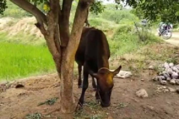 கஷ்டத்தை தீர்க்கும் பசு! கன்று ஈன்றாமல் 24 மணிநேரமும் பால் கொடுக்கும் அதிசயம்