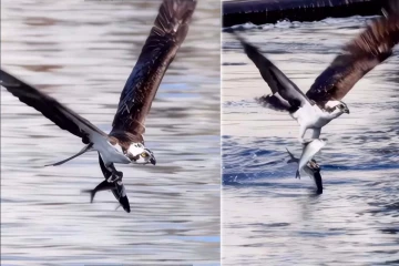 Viral Video: கழுகிடம் சிக்கிய இரண்டு மீன்கள்..வைரலாகும் கானொளி