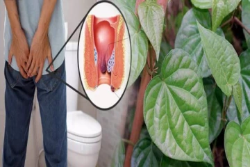 மூல நோய்க்கு அரும்மருந்தாகும் வெற்றிலை..! இப்படி சாப்பிடால் போதும்