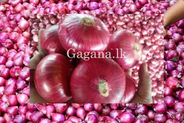 ලොකු ළුෑණු මිල යළි ඉහළ යයි.!!කරන්න හදන වැඩේ මෙන්න..