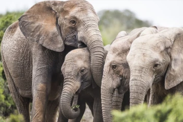 யானைகளுக்கு மட்டும் அதீத நினைவாற்றல் உள்ளது எப்படி?