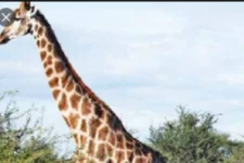 உலகின் குள்ள ஒட்டகச்சிவிங்கி கண்டுபிடிப்பு