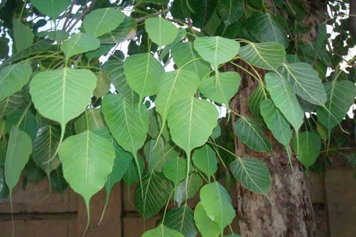 Vastu Tips: இந்த செடிகளை வீட்டில் வளர்க்கிறீர்களா? பணப்பிரச்சனை ஏற்படுமாம் | Unlucky These Plant Avoid In Your House Vastu Tips