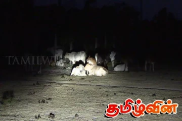 கட்டாக்காலி மாடுகளின் இருப்பிடமாக மாறிய வடமராட்சி கிழக்கு பொதுமைதானம்