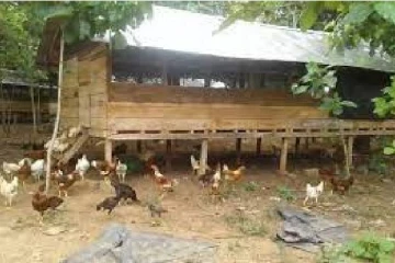 வெள்ளத்தால் நீரில் மூழ்கிய கோழிப் பண்ணை...பறிபோன 5000 கோழிகள்