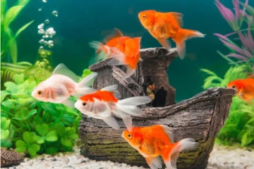 வாஸ்து படி வீட்டில் வளர்க்கும் மீன் இறந்தால் அது துரதிர்ஷ்டமா?