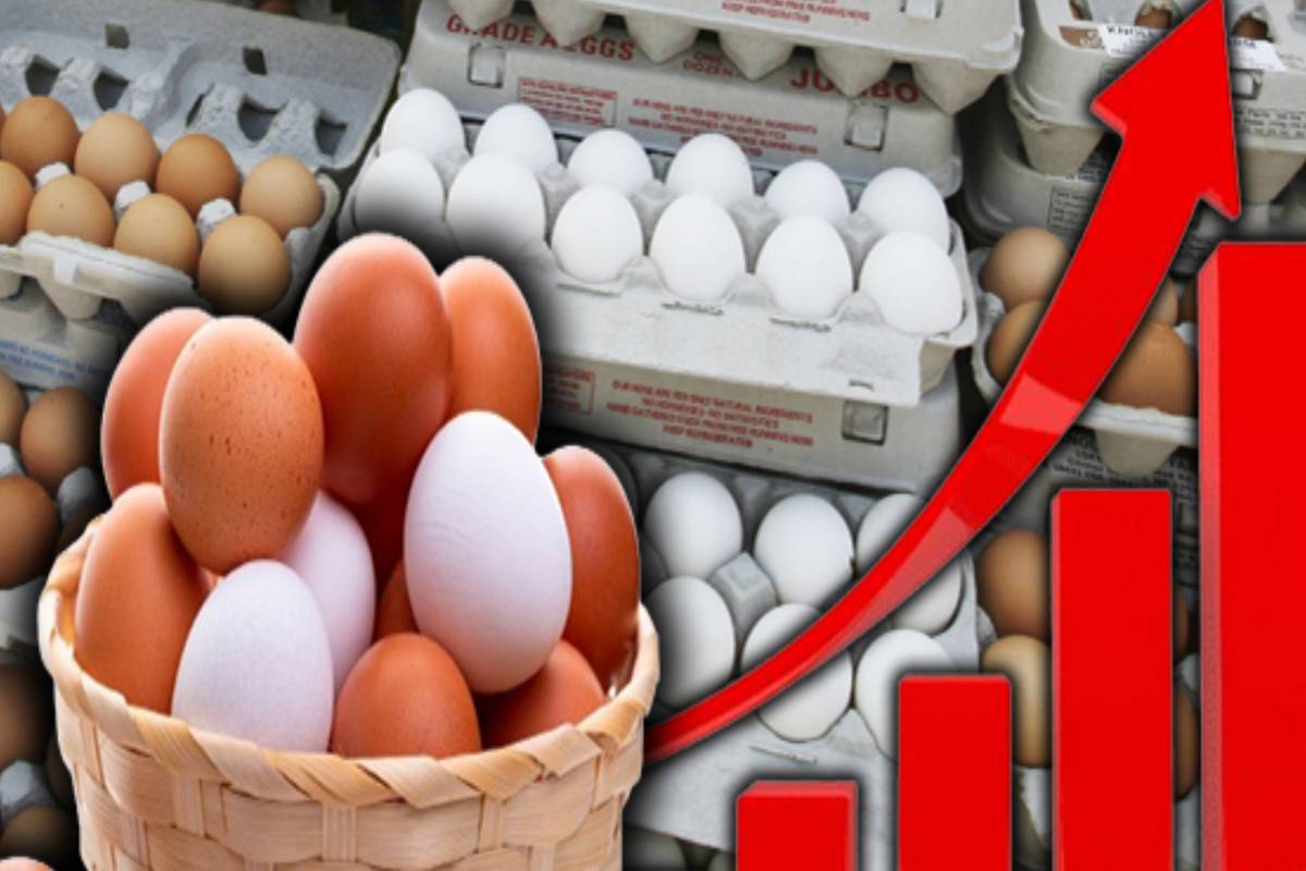 முட்டை விலையில் ஏற்பட்டுள்ள மாற்றம் | Srilanka Egg Price Increase