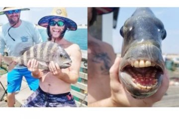 மீனவரின் வலையில் சிக்கிய மனித பற்கள் கொண்ட ஆட்டு தலை கொண்ட அபூர்வ மீன்!