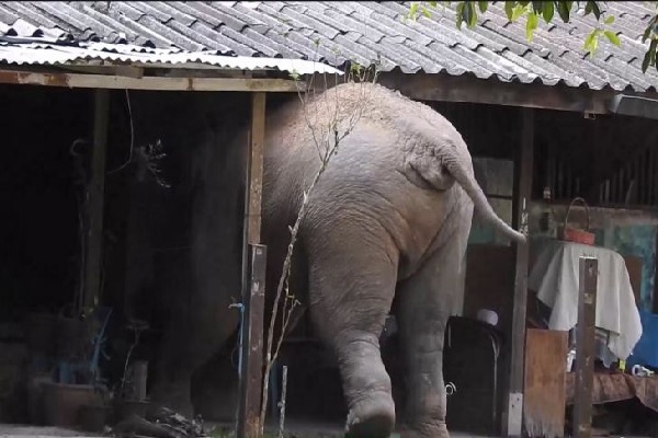 காட்டு யானை தாக்கியதில் மாணவி படுகாயம் | Student Injured In Wild Elephant Attack