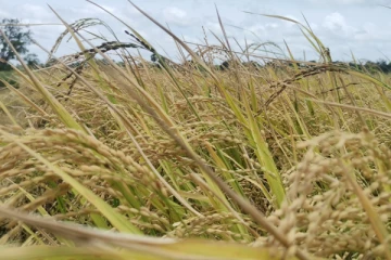 நெல் விற்பனை பாதிப்பு! வவுனியா விவசாயிகள் கவலை (PHOTOS)