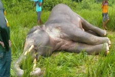 கிளிநொச்சியில் உயிரிழந்த நிலையில் யானை! விசாரணைகள் ஆரம்பம்