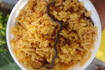 கோவிலில் வழங்கப்பட்ட பிரசாதத்தில் இறந்து கிடந்த பாம்பு.., பக்தர்கள் அதிர்ச்சி