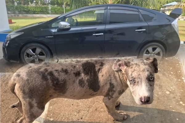 கொட்டாஞ்சேனை துப்பாக்கிச்சூடு : யாழில் கைதானவர்கள் குறித்து வெளியான தகவல் | Kotahena Gunshoot 3Arrested In Jaffna Sent Colombo கொட்டாஞ்சேனை துப்பாக்கிச்சூடு : யாழில் கைதானவர்கள் குறித்து வெளியான தகவல் | Kotahena Gunshoot 3Arrested In Jaffna Sent Colombo