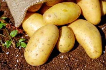 අර්තාපල් මිල බැසීමෙන් අසරණ වූ ගොවීන්ට රජයෙන් විසඳුමක් - සතොස හරහා මිලදී ගැනීම් ඇරඹෙයි