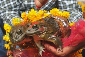 மேள தாளங்களுடன் தவளைகளுக்கு நடந்த திருமணம்!