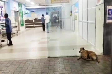 வளர்த்தவர் இறந்தது தெரியாமல் 3 மாதங்களாக மருத்துவமனை வாசலில் காத்திருக்கும் நாய்