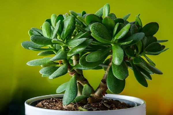 crassula