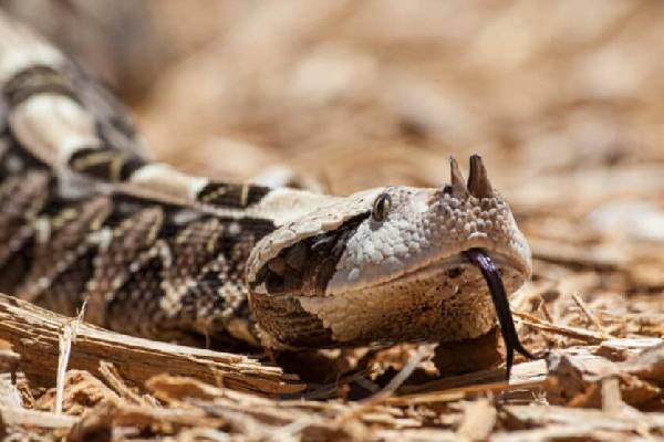 கொடிய விஷம் கொண்ட Gaboon Viper பாம்பை அசால்ட்டாக கையாலும் நபர்! பீதியை கிளப்பிம் காட்சி | Man Holding Most Venomous Gaboon Viper Snake Video
