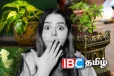 தவறி கூட இந்த செடிகளை வீட்டில் வளர்க்காதீர்கள்!