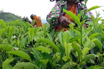 தேயிலை ஏற்றுமதியில் சீனாவிற்கு அடுத்ததாக இலங்கை தரப்படுத்தல்