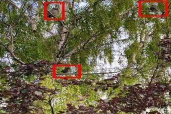 சவாலை ஏற்க தயாரா? 30 நொடிகளில் 3 ஆந்தைகளை கண்டுப்பிடியுங்கள் | Can You Solve This Picture Puzzle In 30 Seconds