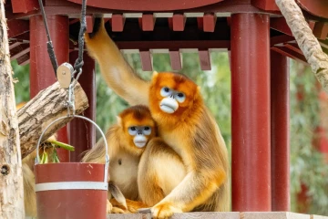 சீனாவில் அரியவகை புதிய தங்க நிறக் குரங்குக் குட்டிகள்