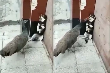 நாய்க்கு மரண பயத்தைக் காட்டிய மயில்! பரிதாப காட்சியை நீங்களே பாருங்க