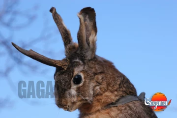 දෙයියනේ හාවුන්ට මොකද මේ වුණේ, දිග කන් ළඟ අං ඇවිත් [PHOTOS]