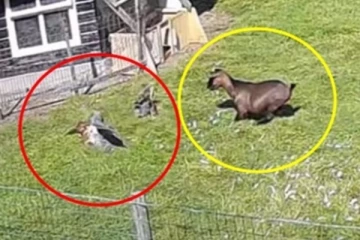 ஆபத்தில் உதவி ஹீரோவான ஆடு..... பதறி அடித்து ஓடிய பருந்து! மில்லியன் பேர் பார்த்த காட்சி